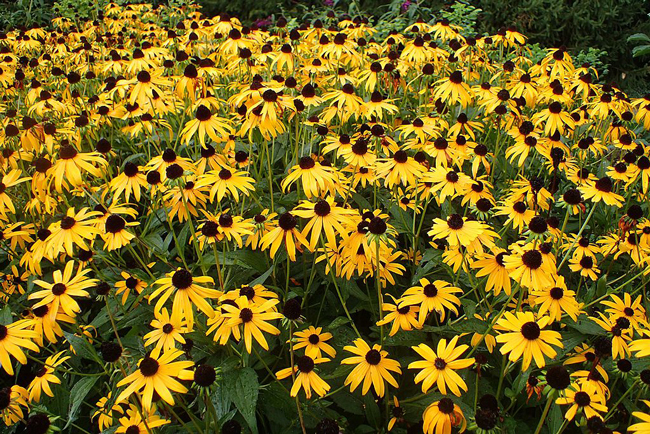 A tight collection of bright yellow flowers.