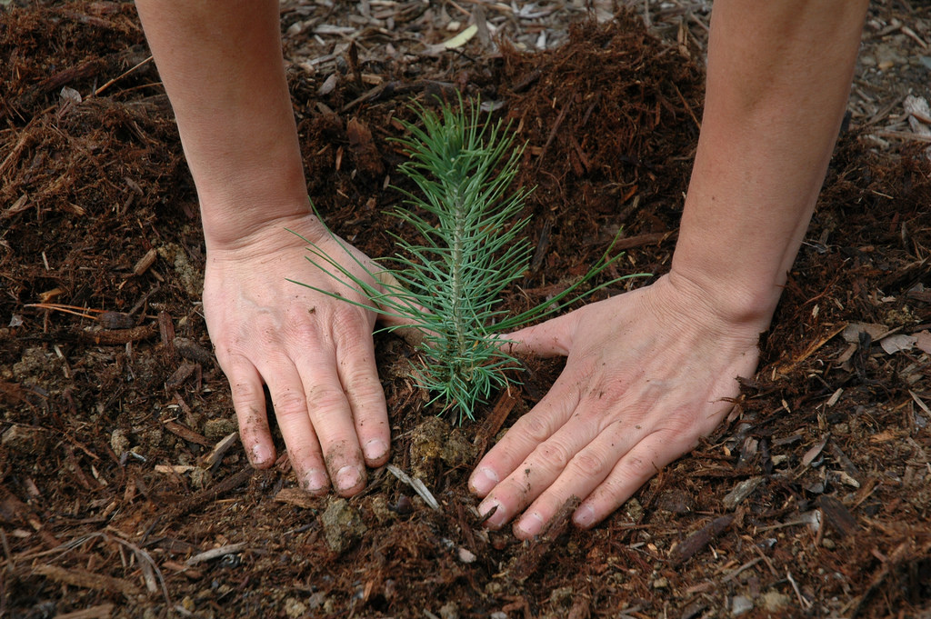 A pair of hands encircles the dirt around a freshly planted pine tree seedling.