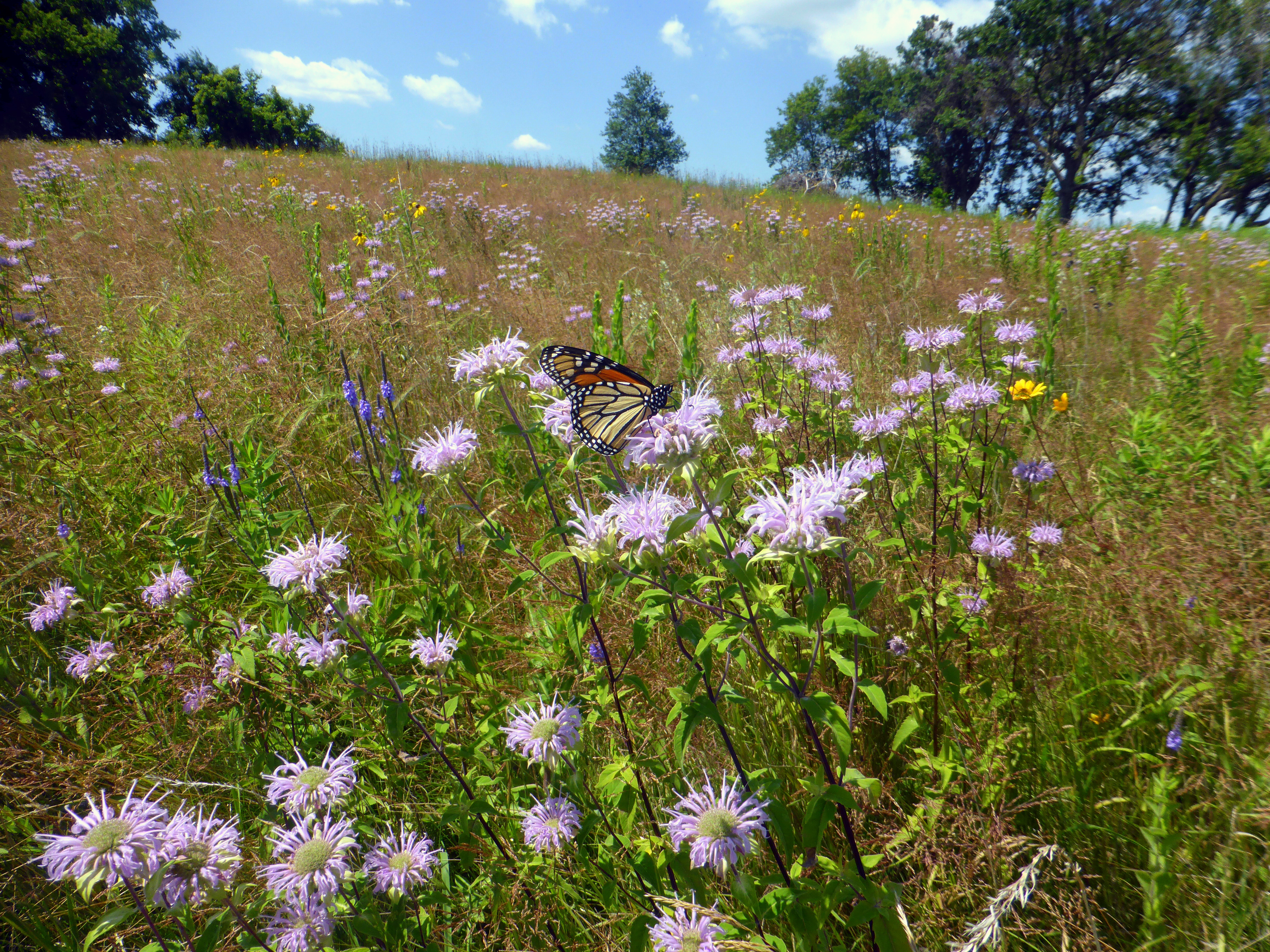 A monarch alights on purple flowers in a verdant meadow.