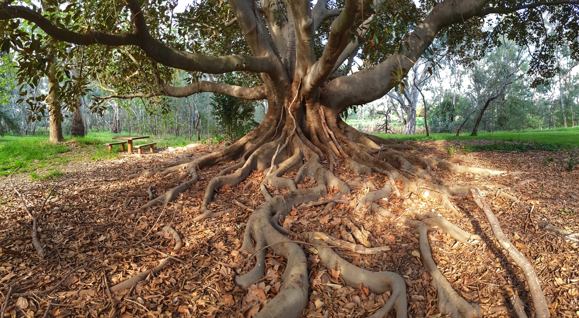 A tree with large, sinuous roots.
