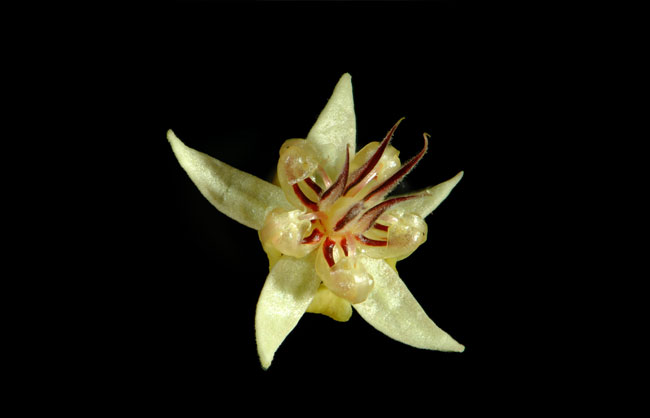 A pale yellow flower with unusually shaped structures in the center is shown in this close-up image.
