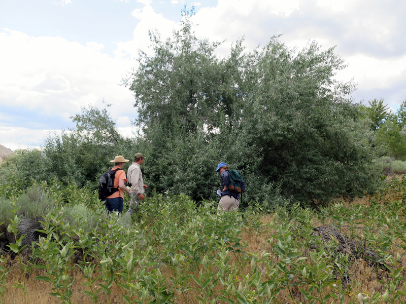 Attendees at the WA workshop searched for monarch eggs and caterpillars near a large stand of showy milkweed (Asclepias speciosa). Photo: The Xerces Society/Candace Fallon