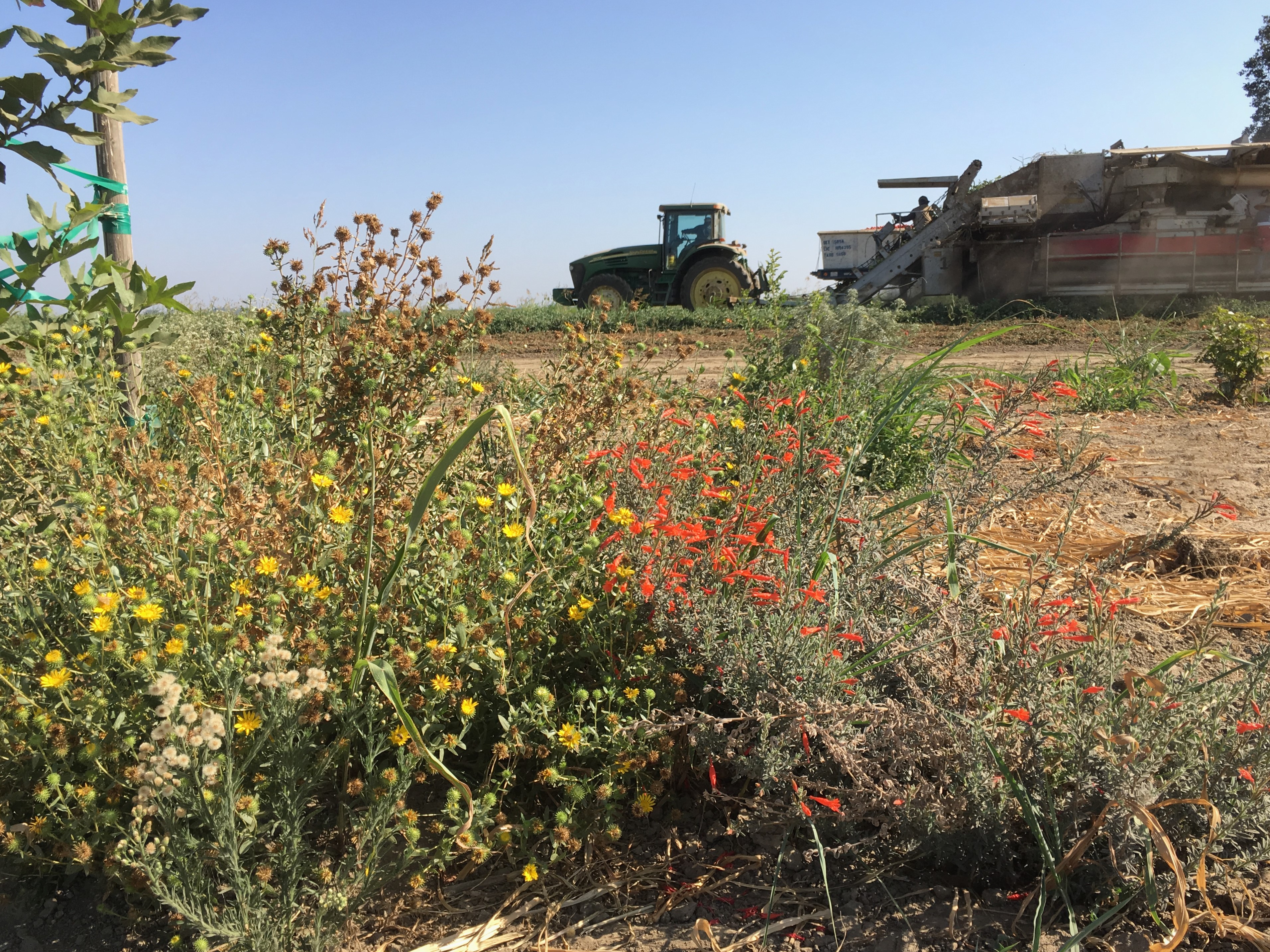 A brown, arid landscape is colored by a hedgerow with a diversity of flowers, including some vibrant red blooms. Behind the hedgerow is a tractor and some other large farming equipment.