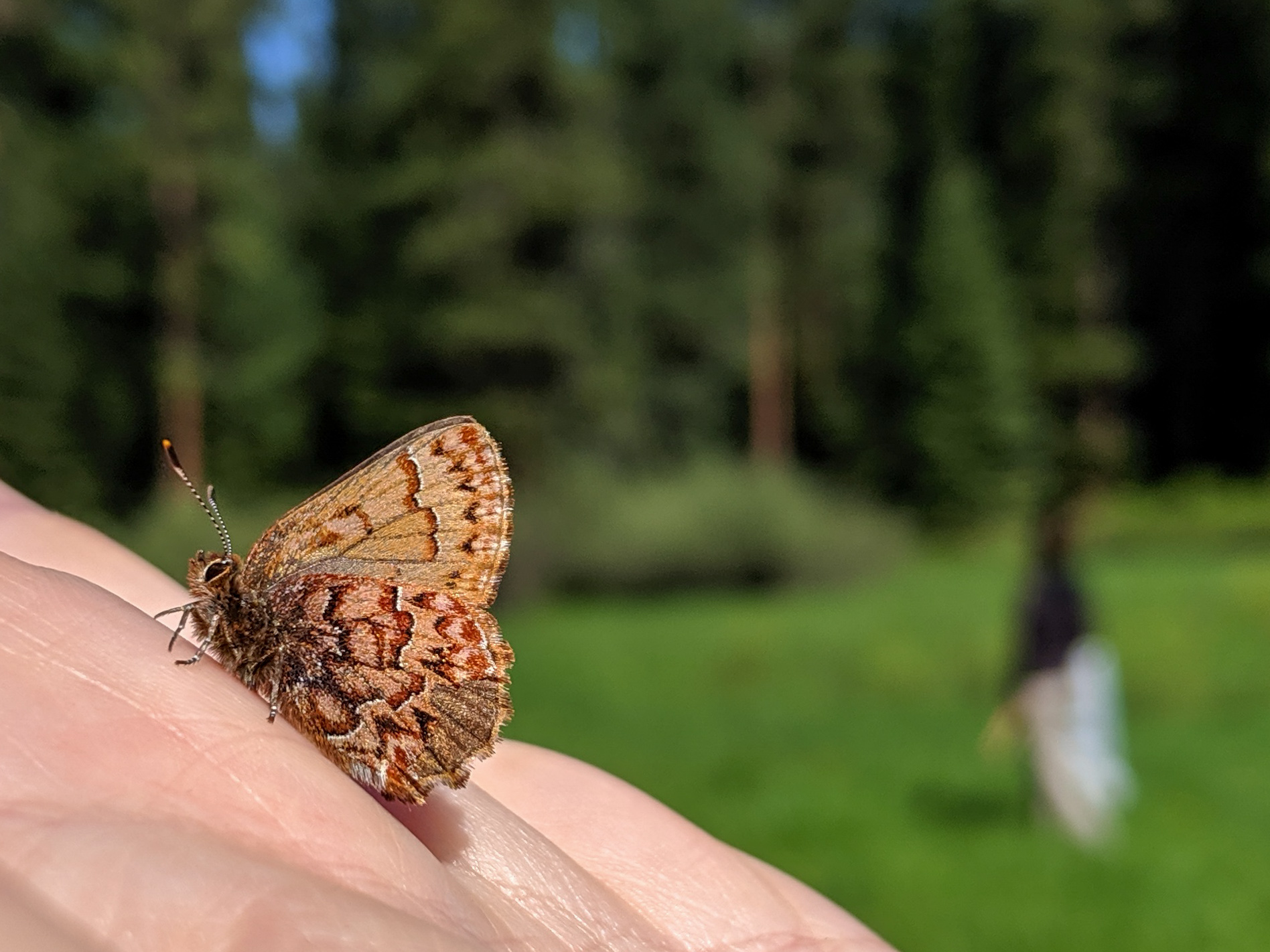 A brown butterfly with zig-zagging lines on its wings and a fuzzy, brown body sits atop a hand. In the background, a blurred figure holding a butterfly net walks through a green meadow.