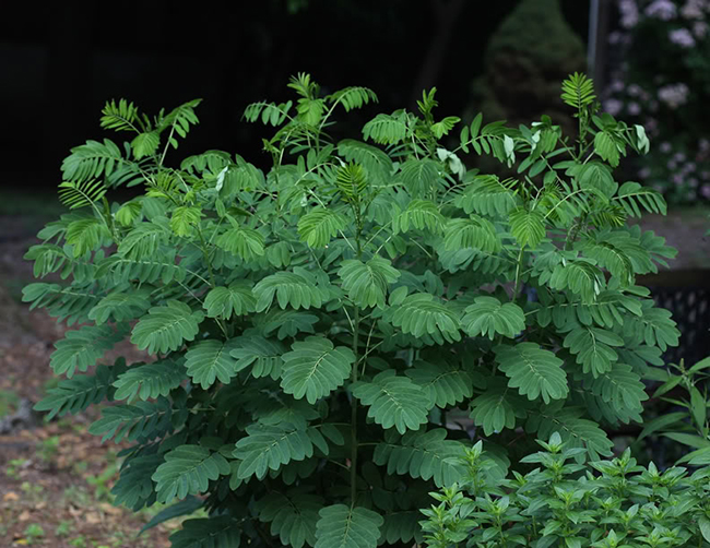 senna hebecarpa seed pods