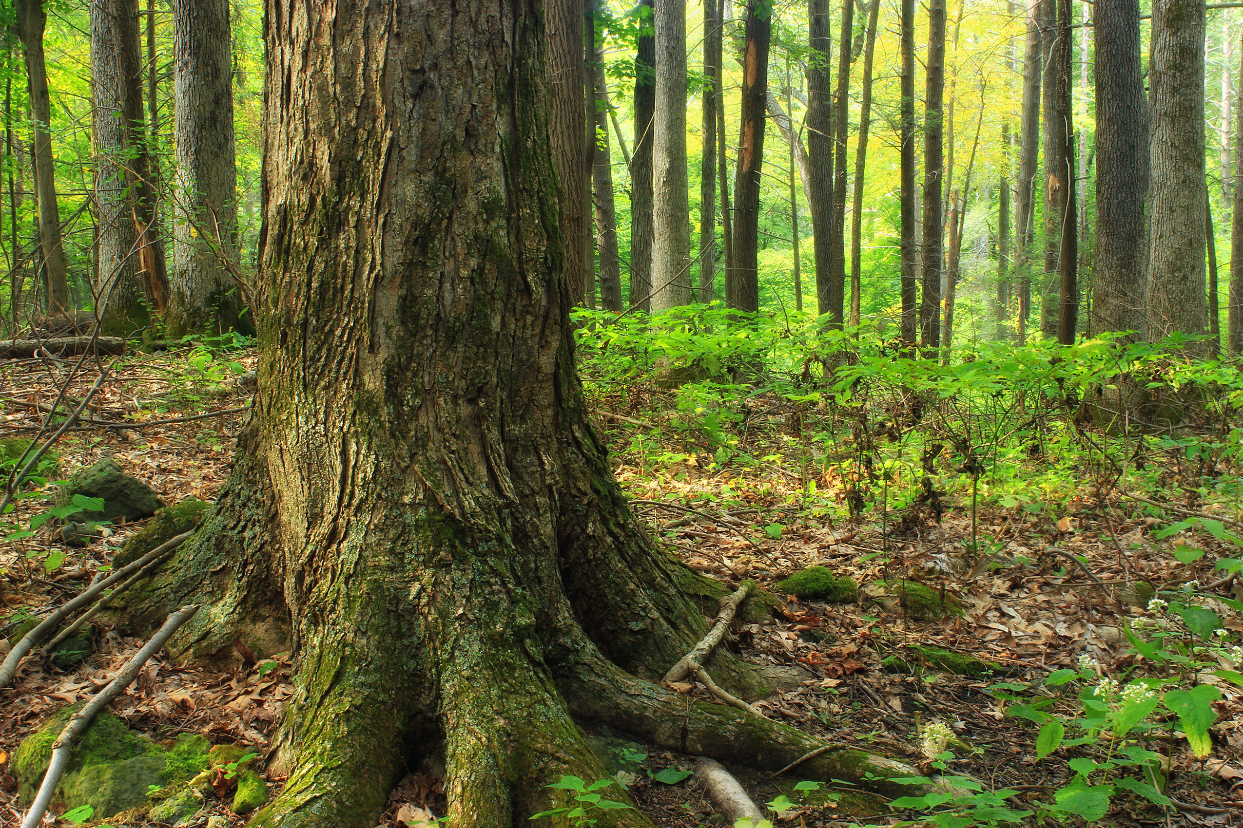 Image of a forest with green leaves of understory plants carpeting the ground between large tree trunks