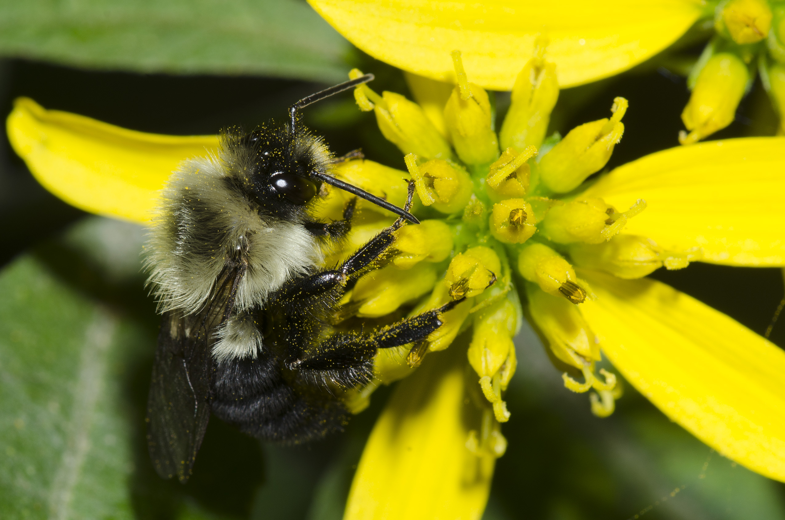 A hairy, black and yellow bumble bee drinks nectar from a yellow flower