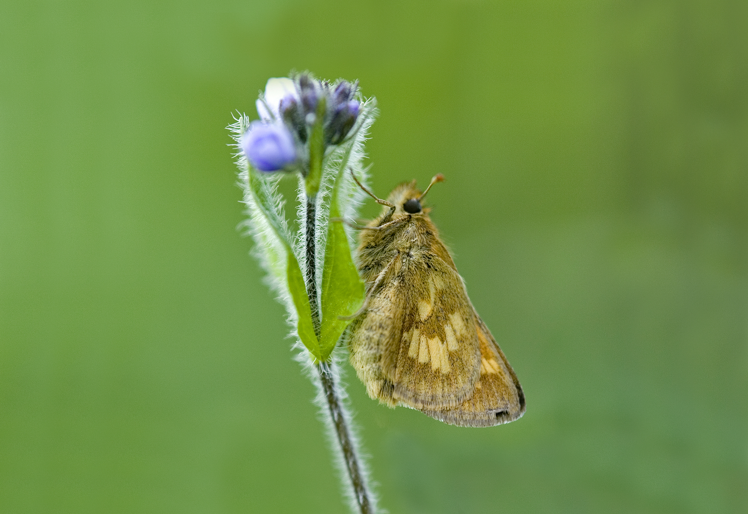 A small brown butterfly clings to an upright flower stem. It is set against a green background.