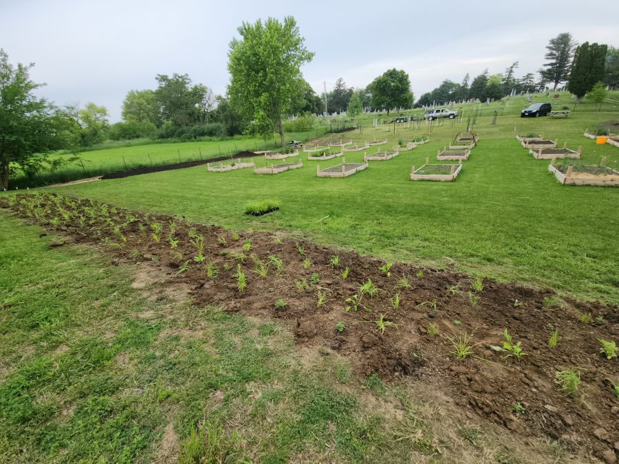Foreground of small native plants freshly planted, background of raised beds for community garden