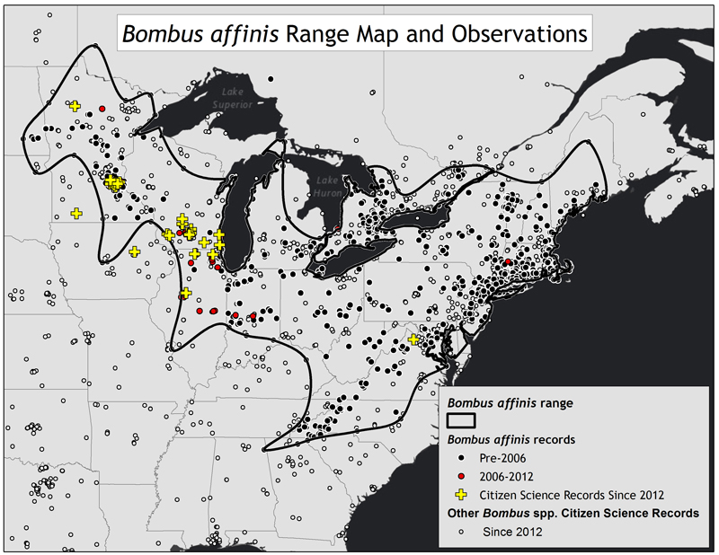 This map shows the historic range of B. affinis and the most recent sightings of the species. (Mostly clustered in the eastern U.S.)