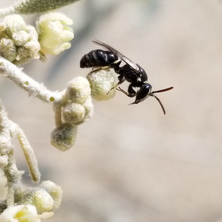 A black bee that resembles a wasp rests on a yellow-white plant.
