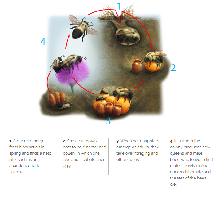 A graphic with a beautiful illustration shows the bumble bee life cycle. Step 1: A queen emerges from hibernation in spring and finds a nest site, such as an abandoned rodent burrow. 2. She creates wax pots to hold nectar and pollen, in which she lays and incubates her eggs. 3. When her daughters emerge as adults, they take over foraging and other duties. 4. In autumn the colony produces new queens and male bees, who leave to find mates. Newly mated queens hibernate, and the rest of the bees die.