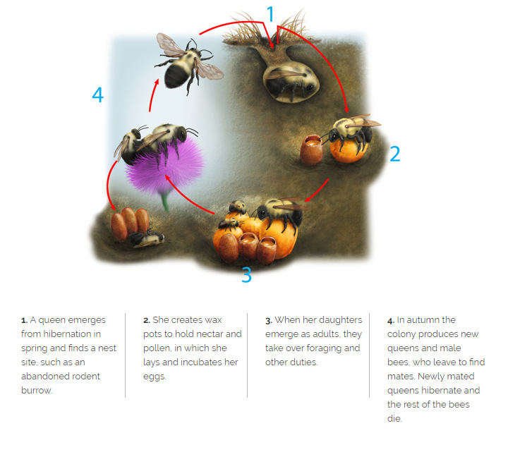 Bumblebee Identification, Habits & Behavior