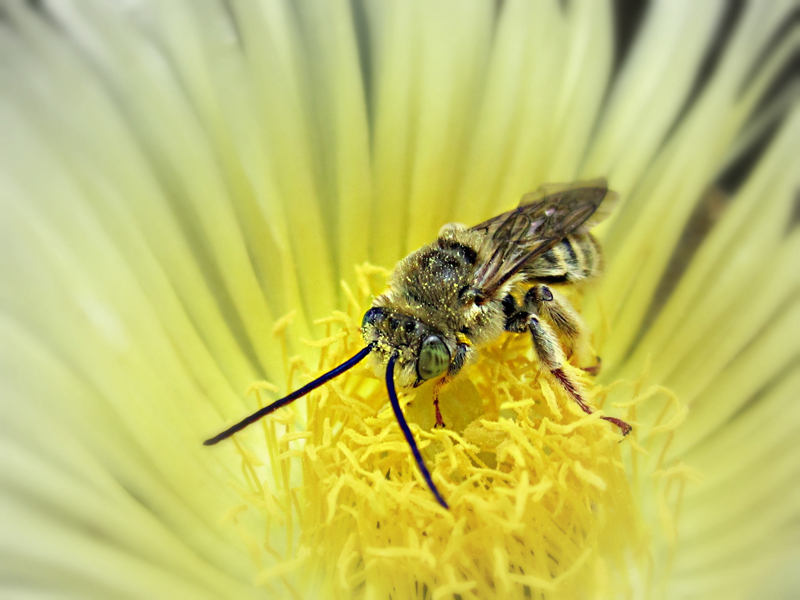 long horned bee