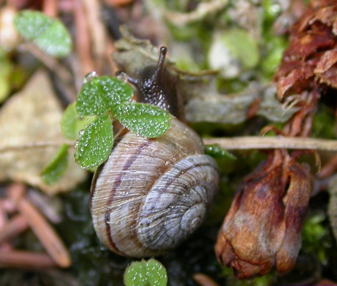 Adult Black Hills mountainsnail moving across a forest floor