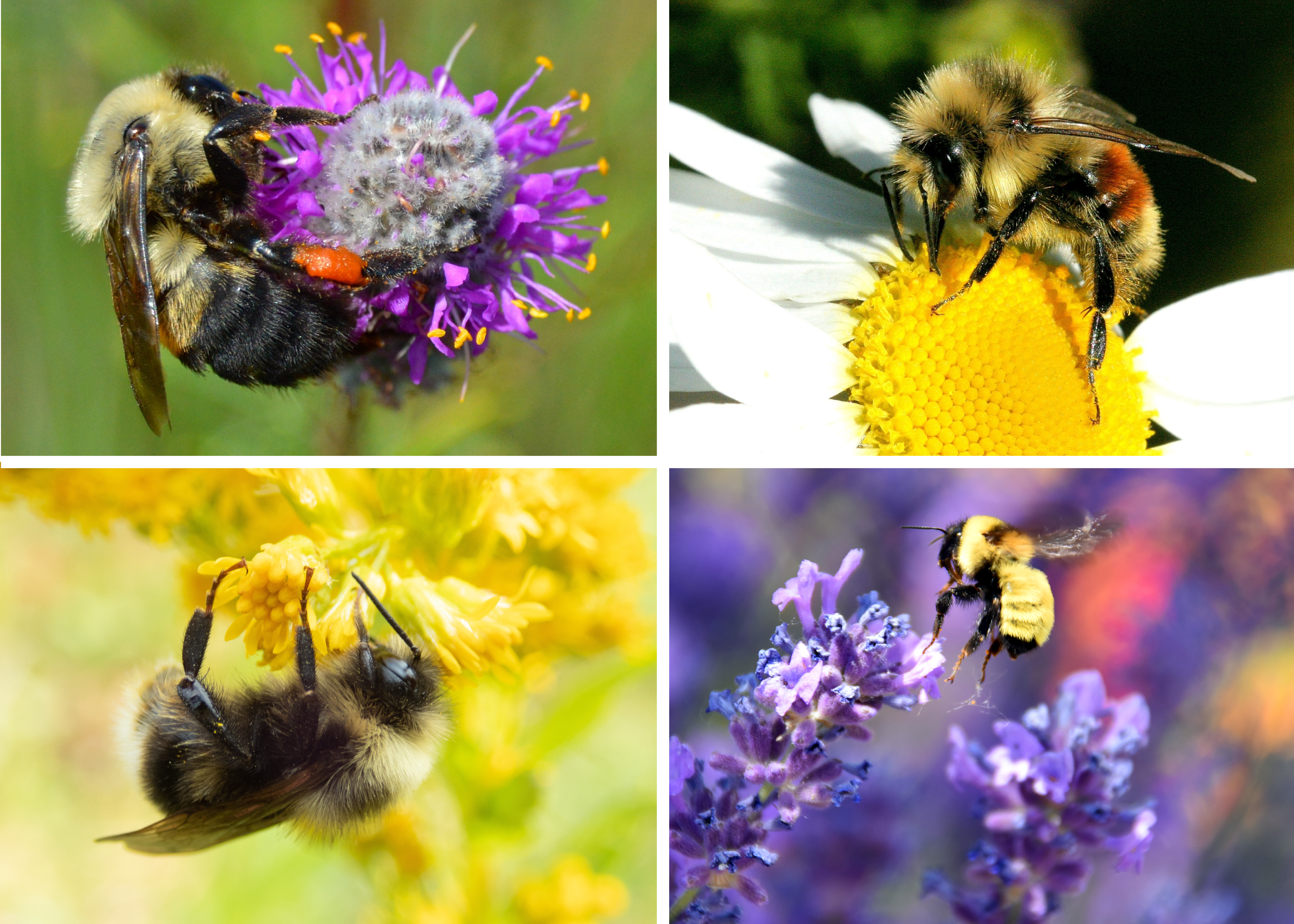 A colorful collection of images demonstrates the diversity of bumble bees.