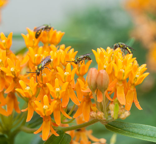 butterflyweed with agapostemon