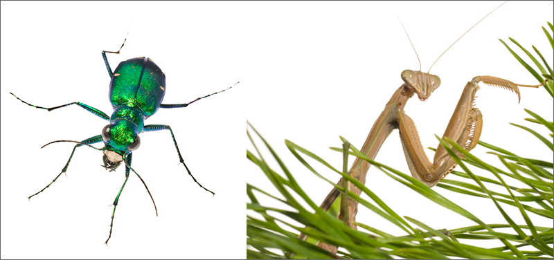 On the right is a metallic green beetle with tan and black pincers, facing the camera. Its large, black, orb-like eyes are facing the camera. On the right is a tan praying mantis, with long arms and pale, round eyes, tilting its head to look at the camera.