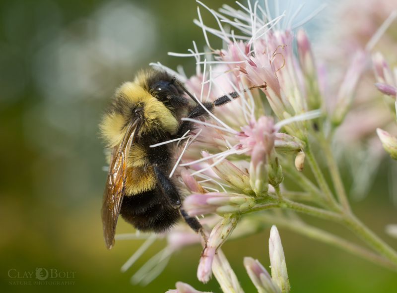 rusty patched bumble bee