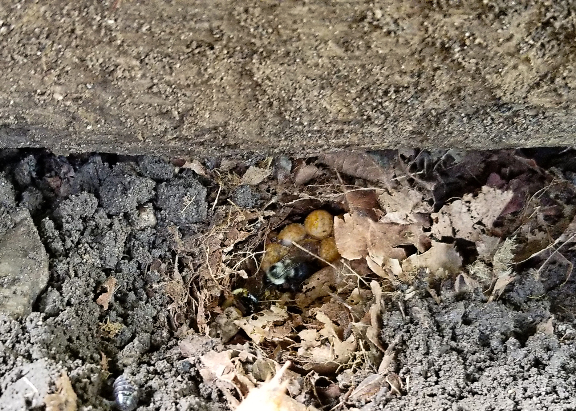 Queen bumblebees are emerging too early from hibernation •