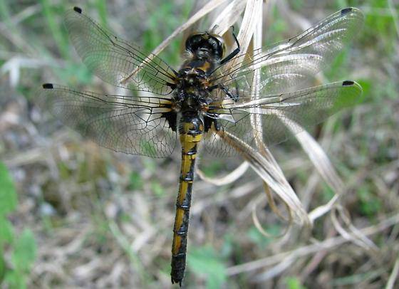 Adult boreal dragonfly resting on vegetation.