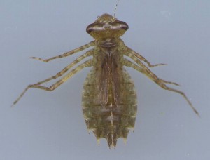 Larva (nymph) of a dragonfly from the genus Leucorrhinia.