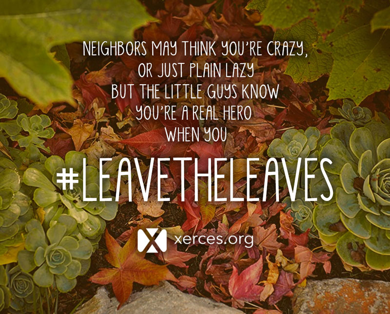A little poem is superimposed over colorful fall leaves: "Neighbors may thin you're crazy, or just plain lazy, but the little guys know, you're a real hero, when you #leavetheleaves!