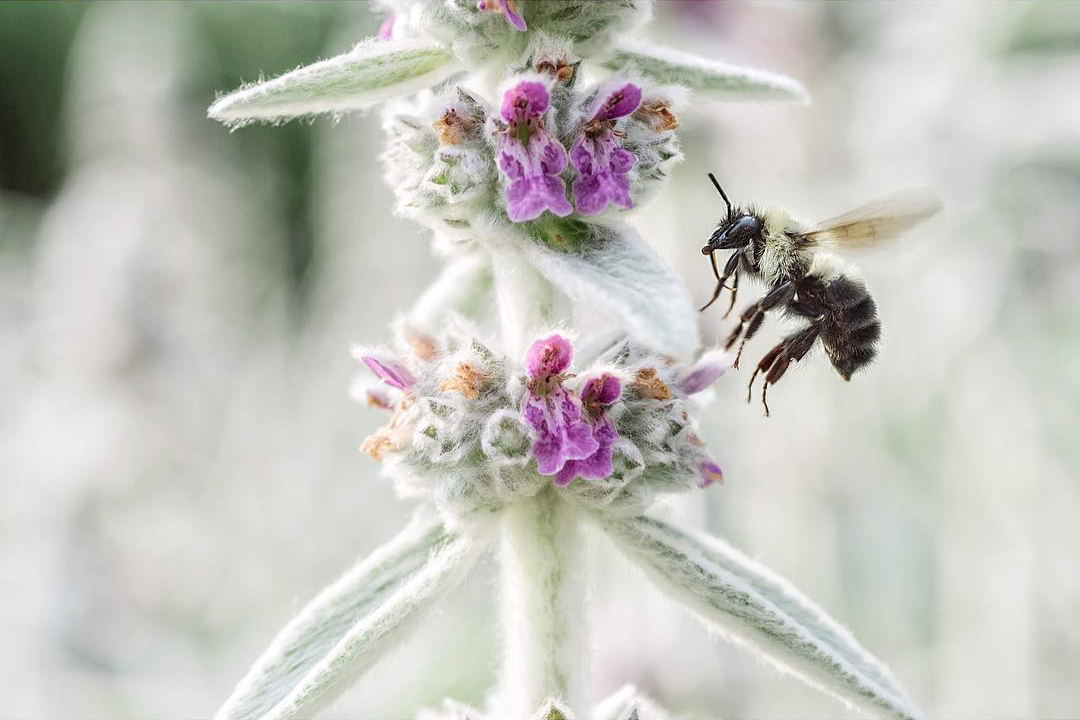 A bee hovers just above the silvery foliage of lambs ear that's beginning to bloom with pink flowers.