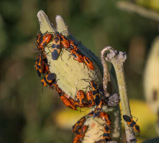 milkweed bugs