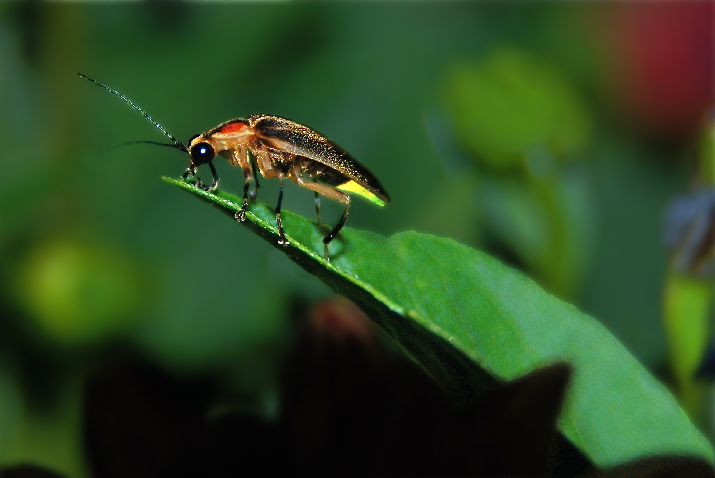 A firefly resting on a leaf.