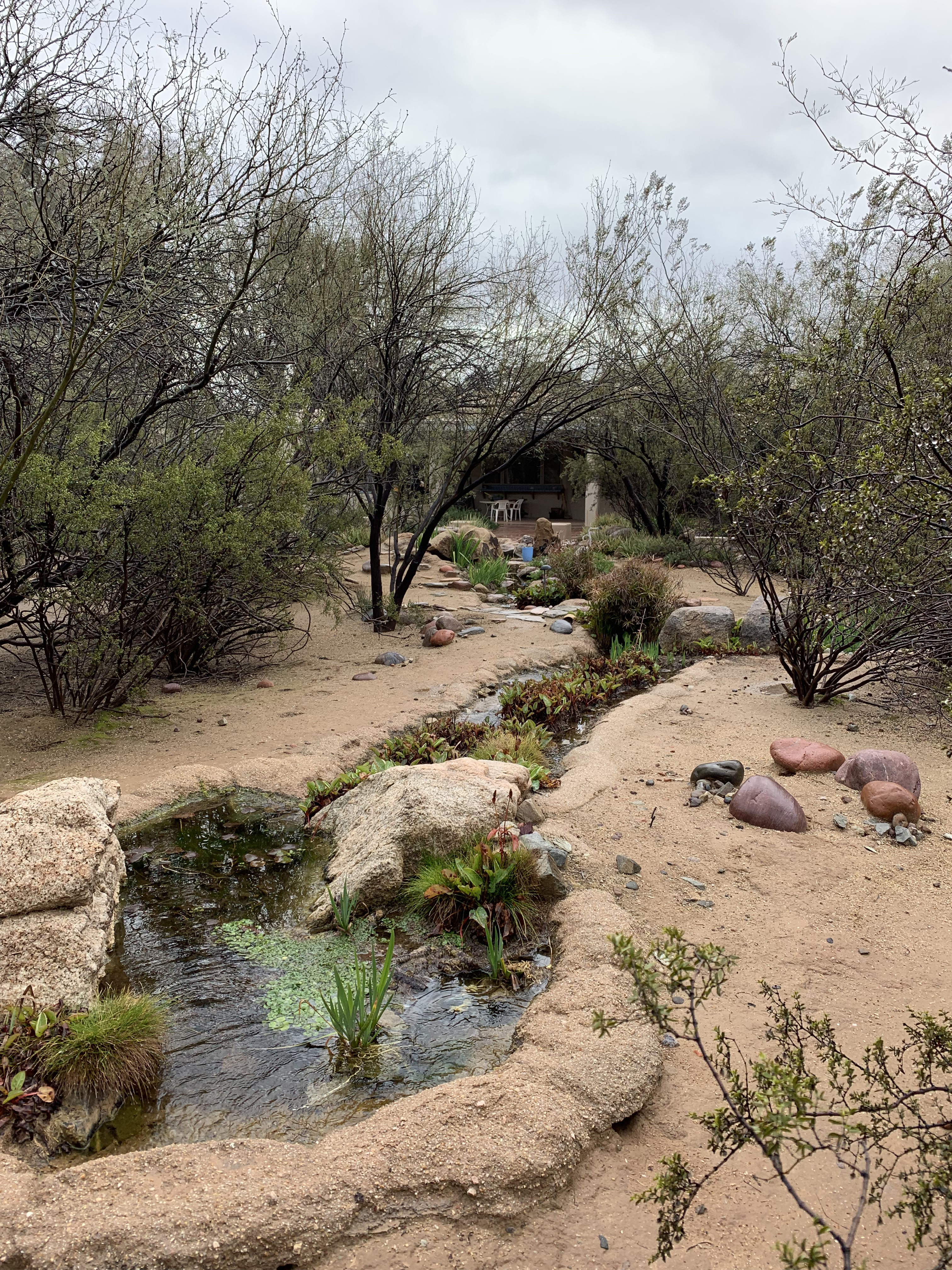 A series of small ponds connected by flowing water in a desert garden