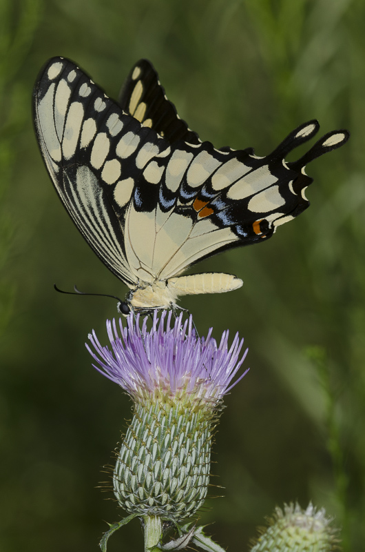A large creamy-yellow-and-black butterfly rests atop a pale purple flower.