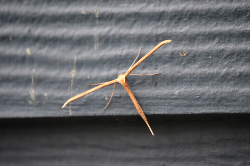 Moths exhibit wide diversity. This plume moth (Hellinsia homodactyla) defies many of the defining characteristics associated with moths. Photo: Matthew Shepherd / Xerces Society