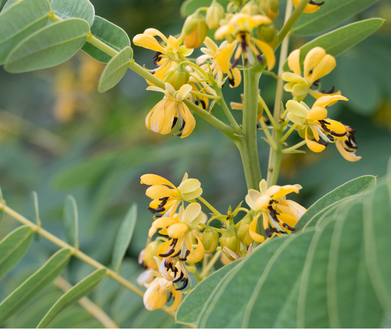 wild senna