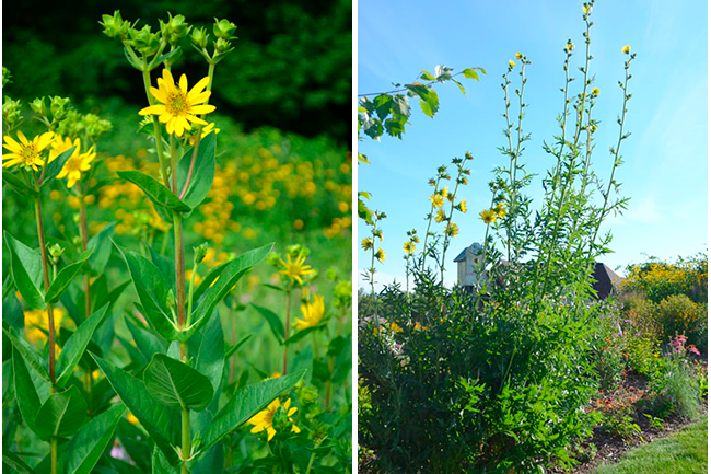 silphium