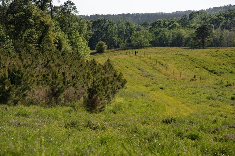 A stand of trees sits adjacent a green pasture.