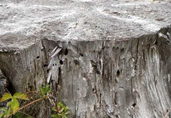 tree stump with beetle holes