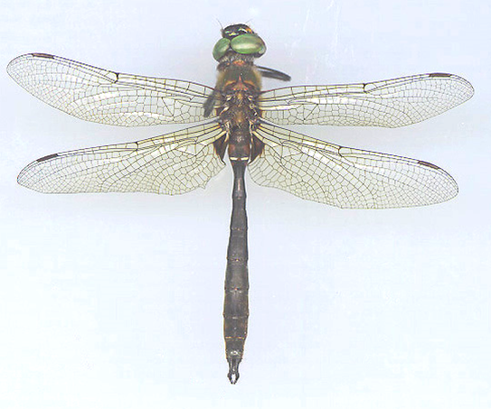 Looking down upon the back of a Whitehouse's emerald dragonfly