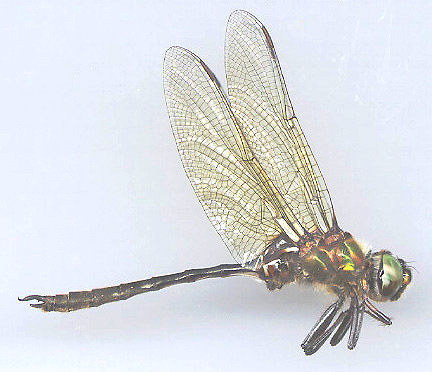 Side view of a Whitehouse's emerald dragonfly adult