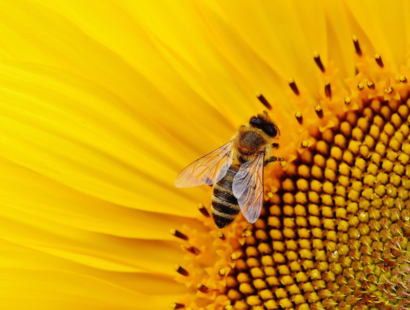honey bee on sunflower