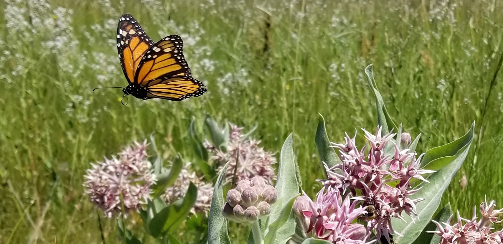 "Monarch flying over showy milkweed"