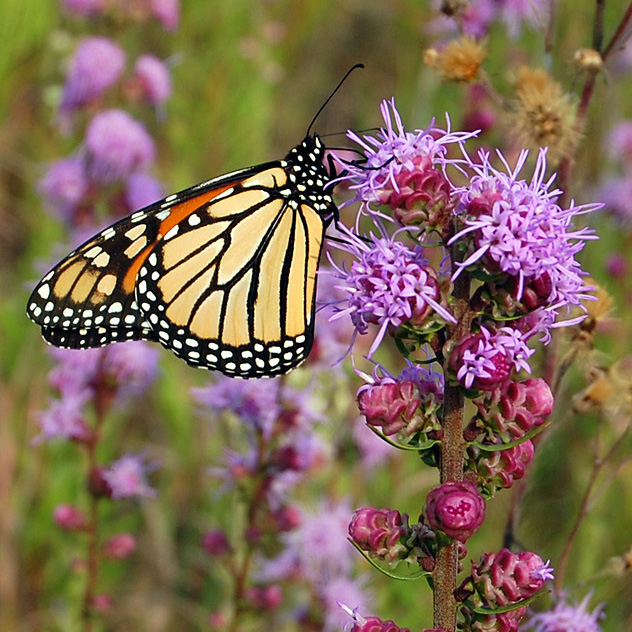 A monarch nectars on multiple, purple, fluffy flowers growing on a stalk.