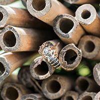 Nesting Resources