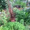 Upright dried raspberry canes stand in a strawberry pot in the middle of a garden