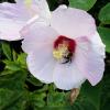 A hibiscus bee (Ptilothrix bombiformis) visiting a crimsoneyed rosemallow (Hibiscus moscheutos) flower