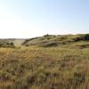 Nebraska Sandhills grassland with grass, yellow flowers, and a few trees under blue sky