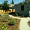 Native plants in mulch near the walkway of a home