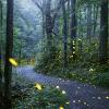 Synchronous fireflies line a path through Great Smoky Mountains National Park (Photo: Radim Schreiber, fireflyexperience.org)