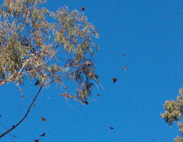 monarchs in flight