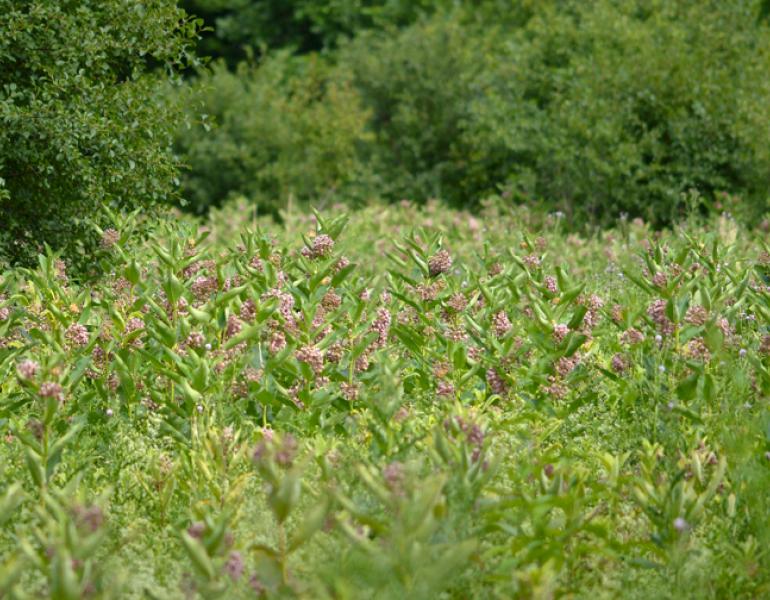 field of milkweed